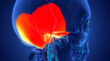 İnsan İskelet Sistemi Kafatası Kemik Parçaları Anatomisi. Üç Boyut