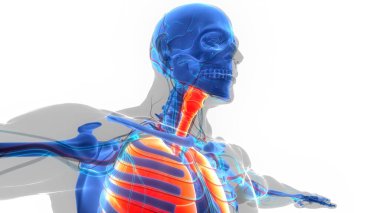 İnsan Solunum Sistemi Akciğerleri Anatomisi. Üç Boyut