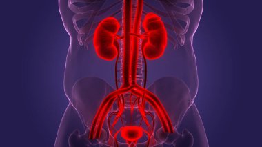 İnsan İdrar Sistemi Böbrekleri Anatomisi. Üç Boyut