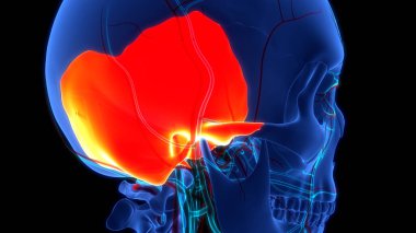 İnsan İskelet Sistemi Kafatası Kemik Parçaları Anatomisi. Üç Boyut