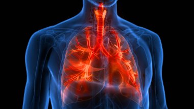 İnsan Solunum Sistemi Akciğerleri Anatomisi. Üç Boyut