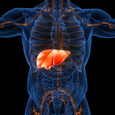İnsan İç Sindirim Organı Anatomisi. Üç Boyut