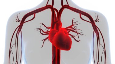 İnsan Dolaşım Sistemi Kalp Anatomisi. Üç Boyut