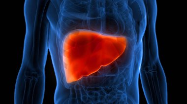 İnsan İç Sindirim Organı Anatomisi. Üç Boyut