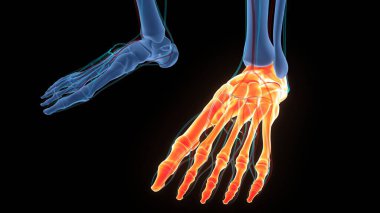 İnsan iskelet sistemi ayak kemiği eklemleri anatomisi. Üç Boyut