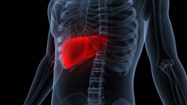 İnsan İç Sindirim Organı Anatomisi. Üç Boyut