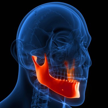 İnsan İskelet Sistemi Kafatası Kemiği Alt Çene Anatomisi. Üç Boyut