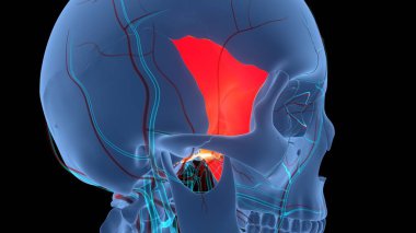 İnsan İskelet Sistemi Kafatası Kemik Sfenoid Kemik Parçaları Anatomisi. Üç Boyut