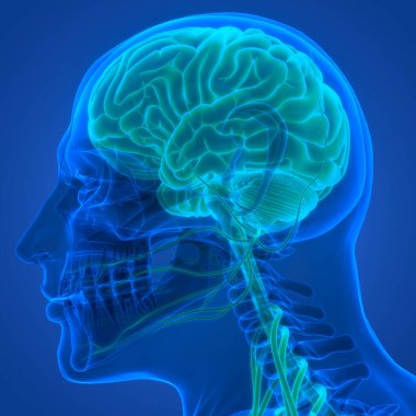 İnsan Merkezi Sinir Sistemi Beyin Anatomisi. 3d