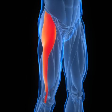 İnsan Kas Sistemi Anatomisi. Üç Boyut