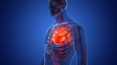 İnsan Dolaşım Sistemi Kalp Anatomisi. Üç Boyut