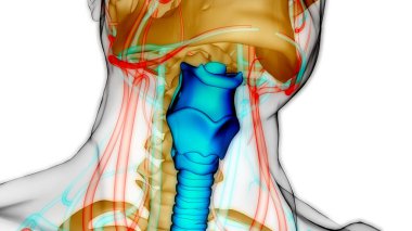 İnsan Solunum Sistemi Larinks ve Gırtlak Anatomisi. Üç Boyut
