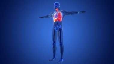 İnsan Solunum Sistemi Akciğerleri Anatomisi. Üç Boyut