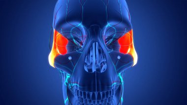 İnsan İskelet Sistemi Kurukafa Kemik Parçaları Zygomatik Kemik Anatomisi. Üç Boyut