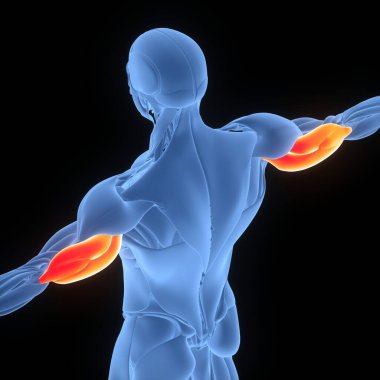 İnsan Kas Sistemi Kas Kasları Anatomisi. Üç Boyut