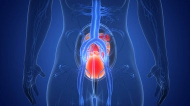 Anatomideki insan fetüs bebeği. Üç Boyut