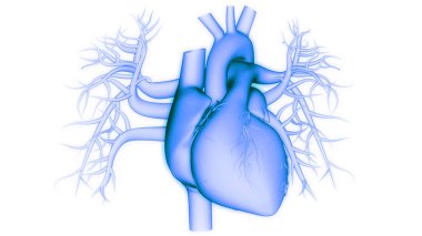 İnsan Dolaşım Sistemi Kalp Anatomisi. Üç Boyut