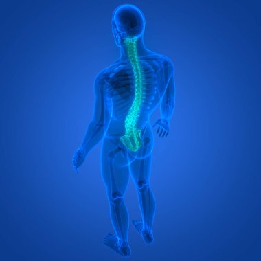 İnsan iskelet sistemi anatomisinin omurilik omurgası. Üç Boyut