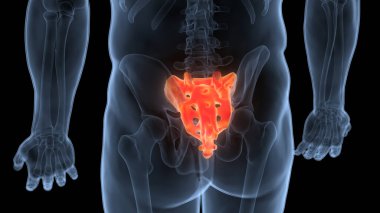 İnsan iskelet sistemi omurgası (Sacrum) anatomisi. 3D - Görüntü