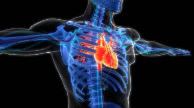 İnsan Dolaşım Sistemi Kalp Anatomisi. Üç Boyut