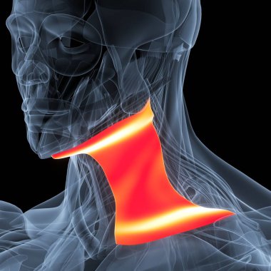 İnsan Vücut Kas Sistemi Boyun Kas Anatomisi. Üç Boyut
