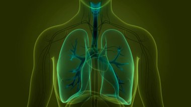 İnsan Solunum Sistemi Akciğerleri Anatomisi. Üç Boyut