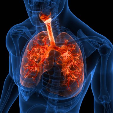 İnsan Solunum Sistemi Akciğerleri Anatomisi. Üç Boyut
