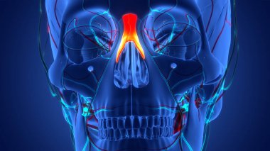 İnsan İskelet Sistemi Kafatası Kemik Parçaları Anatomisi. Üç Boyut