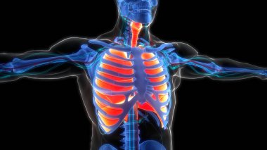 İnsan Solunum Sistemi Akciğerleri Anatomisi. Üç Boyut