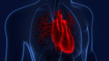 İnsan Dolaşım Sistemi Kalp Anatomisi. Üç Boyut