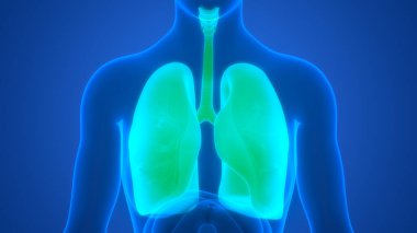 İnsan Solunum Sistemi Akciğerleri Anatomisi. Üç Boyut