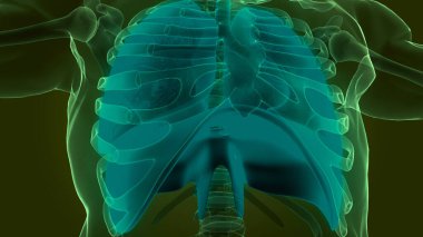 İnsan Diyaframı Anatomisi. 3B illüstrasyon 