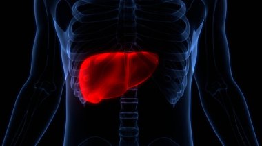 İnsan İç Sindirim Organı Anatomisi. Üç Boyut