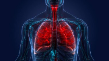 İnsan Solunum Sistemi Akciğerleri Anatomisi. Üç Boyut
