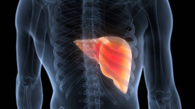 İnsan İç Sindirim Organı Anatomisi. Üç Boyut