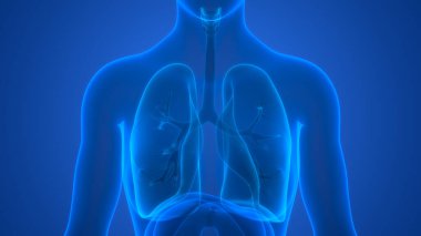 İnsan Solunum Sistemi Akciğerleri Anatomisi. Üç Boyut