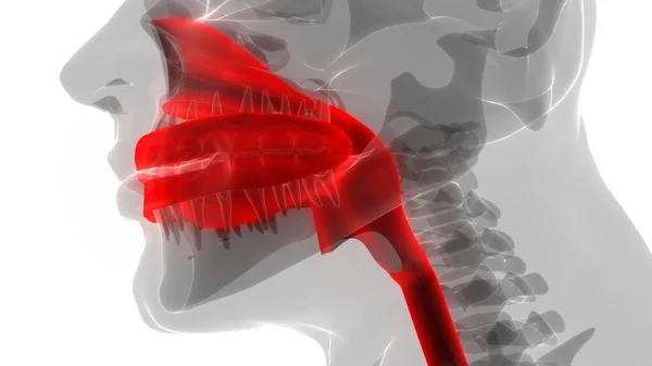 Nsan Sindirim Sistemi Ağız Anatomisi Boyut — Stok fotoğraf