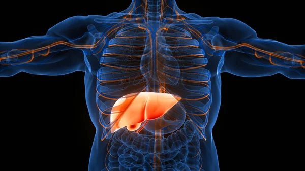 İnsan İç Sindirim Organı Anatomisi. Üç Boyut