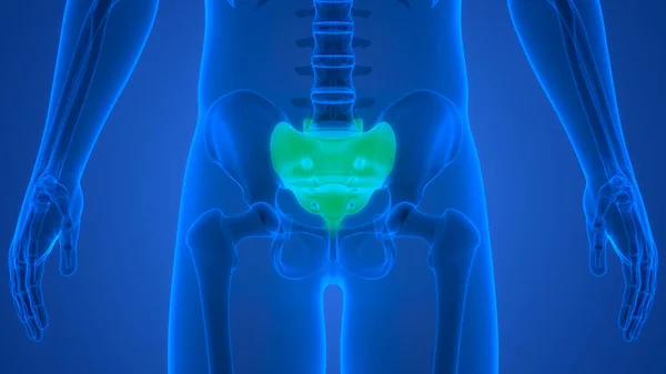 Human Skeleton System Pelvic Girdle Bone Joints Anatomy — стокове фото