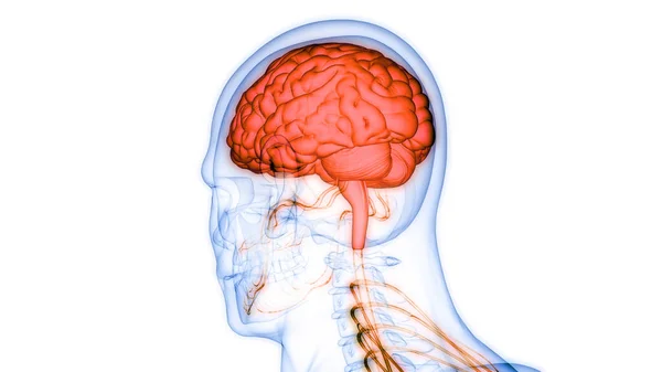 Anatomía Cerebral Del Sistema Nervioso Central Humano — Foto de Stock