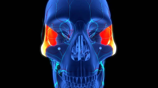 Menselijke Skelet Systeem Schedel Botdelen Zygomatic Bot Anatomie — Stockfoto