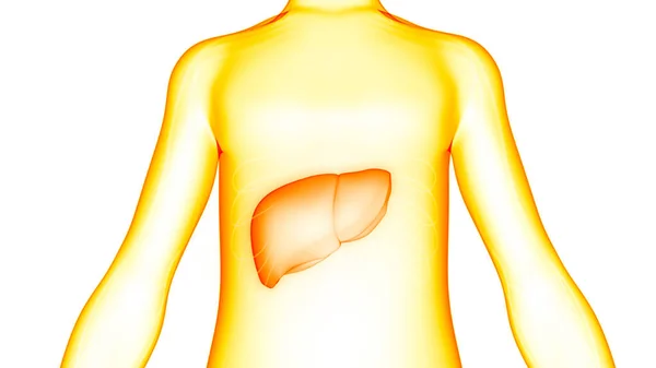 Ludzki Wewnętrzny Organ Trawienny Anatomia Wątroby — Zdjęcie stockowe