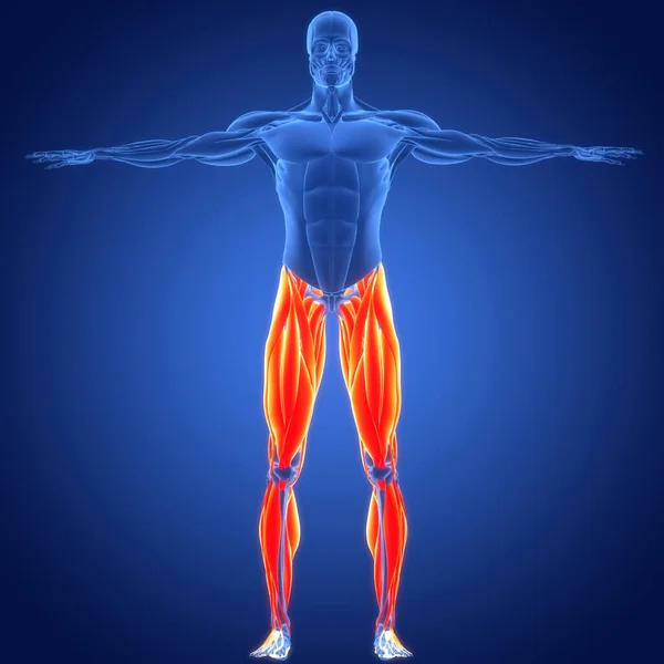 Мышечная Система Человека Анатомия — стоковое фото