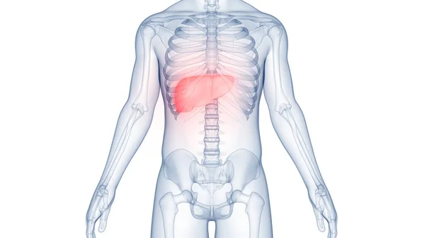 Human Internal Digestive Organ Liver Anatomy — Stock Photo, Image