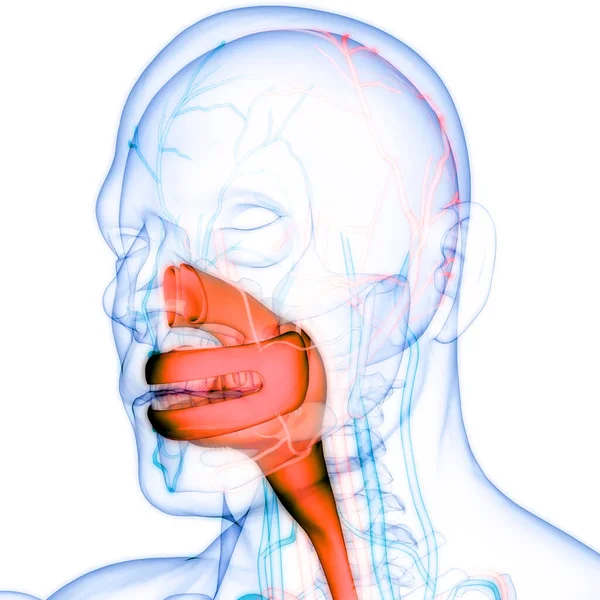 Ludzki Układ Pokarmowy Usta Anatomia — Zdjęcie stockowe