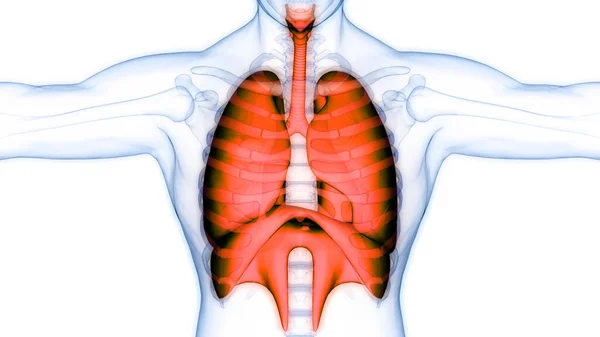 Human Respiratory System Lungs Anatomy — стокове фото