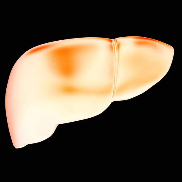 Anatomia Fígado Órgão Digestivo Interno Humano — Fotografia de Stock