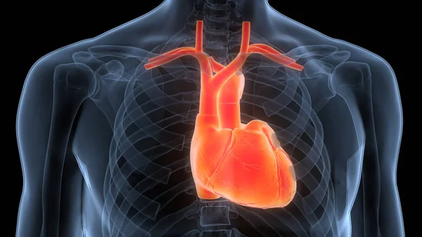 Human Circulatory System Heart Anatomy. 3D