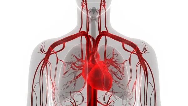 Anatomia Cardiaca Del Sistema Circolatorio Umano — Foto Stock