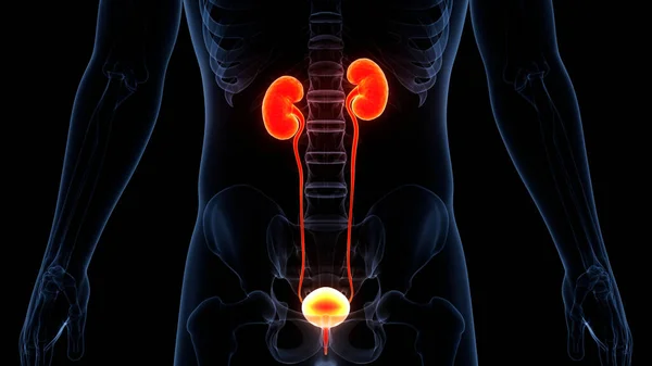 Human Urinary System Kidneys Anatomy — Stock Photo, Image